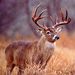 Profile Picture of Brian Weiler (@inkwizard3) on Pinterest