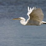 Lance Herring - Instagram Profile Picture of Lance Herring (@l_herring1988) on Instagram