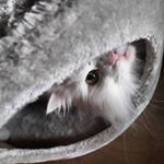 Profile Picture of Alex~ (@dark_vestal) on Instagram