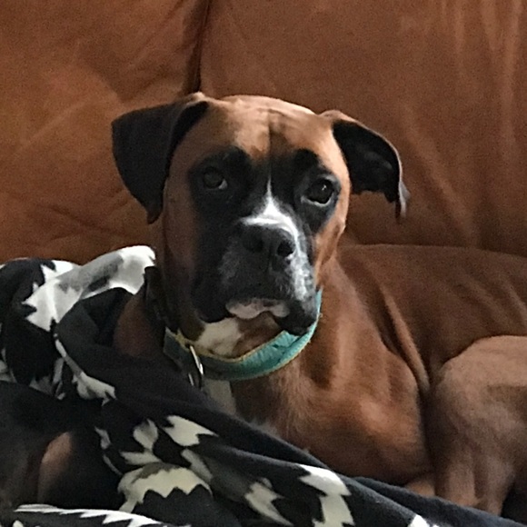 Profile Picture of Gabe Corchiani (@corchjr) on Poshmark