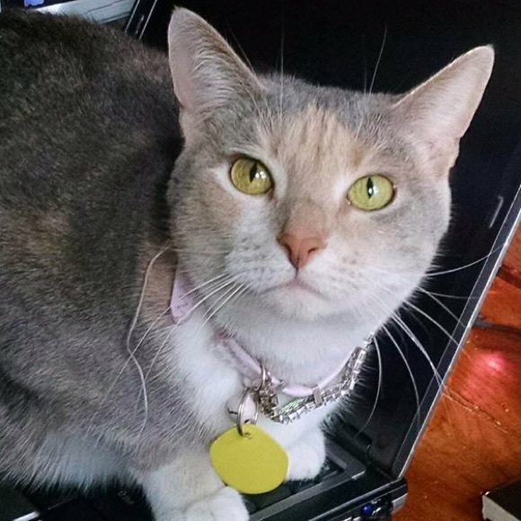 Profile Picture of Grace Moyer (@gracejy) on Poshmark