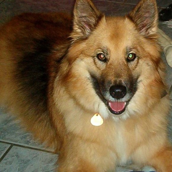 Profile Picture of Melissa Grebe (@porcelainpetal) on Poshmark