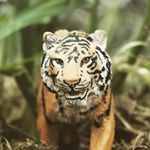Profile Picture of bushrangermark (@bushrangermark) on Instagram
