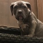 Profile Picture of Josh Sager (@incredibullyz) on Instagram