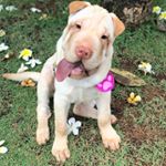 Profile Picture of Penélope Charmosa 🌸 (@sharpei_penelope_charmosa) on Instagram