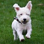 Profile Picture of Floyd Johnston (@professorwoofington) on Instagram