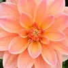 Profile Picture of florence.thomp (@florence.thomp) on Tiktok
