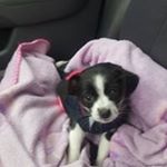 Profile Picture of Kristie Sharp-lara (@kristiesharplara) on Instagram