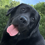 Profile Picture of Alex Masse (@alexmasse8399) on Youtube