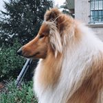 Profile Picture of Rudy & Bella 🌺 (@rudynbella) on Instagram