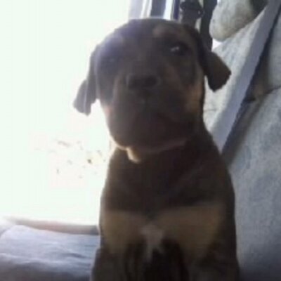 Profile Picture of George Daniel Trif (@TrifDaniel) on Twitter