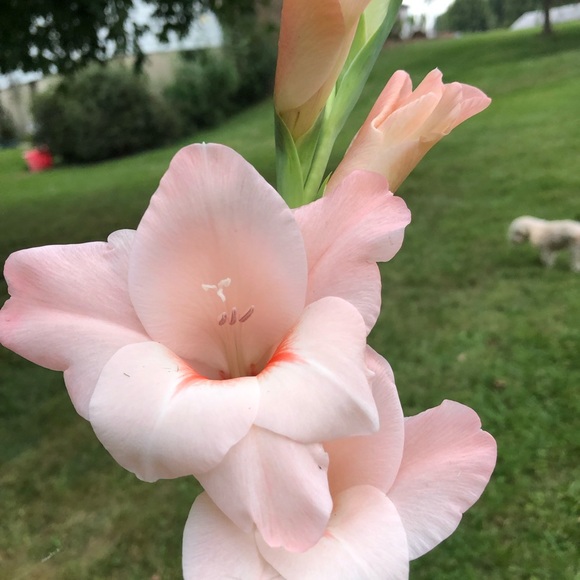 Profile Picture of Jenalyn Zurwell (@jennabuddy2018) on Poshmark