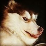 Profile Picture of Brian Boxer (@brain_boxer) on Instagram