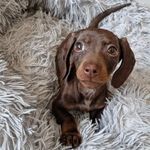 Profile Picture of Doris Jones (@dorisjonesthedachshund) on Instagram