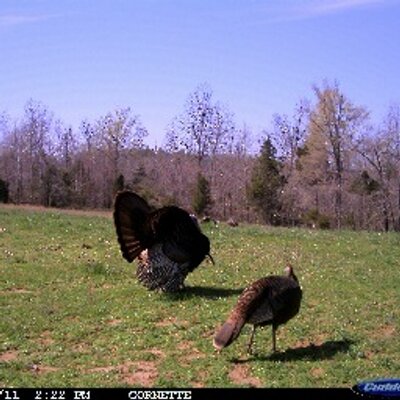 Profile Picture of Shawn Cornette (@GobblerDown413) on Twitter