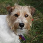 Profile Picture of Cindy  Goode (@pokadots_and_ponies) on Instagram