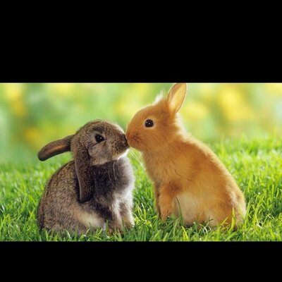 Profile Picture of Paula Stoner (@paulastoner) on Twitter