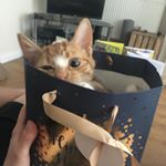 Profile Picture of Henry the Cat (@henrytabby) on Instagram