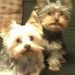Profile Picture of Connie Pyle Stewart (@mollyspike2) on Pinterest