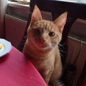 Profile Picture of Catherine Ribeiro (@catherineribeiro4604) on Youtube