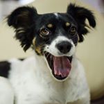 Profile Picture of Tapioca Pizzetti (4 Anos)🐾 (@tapiocapizzetti) on Instagram
