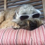 Toby Nolan - Instagram Profile Picture of Toby Nolan (@toby_dog_yea) on Instagram