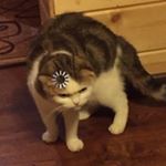 Адам Гашпар - Instagram Profile Picture of Адам Гашпар (@loading.cat.meme) on Instagram