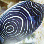 Profile Picture of Joshua McMullan (@freddothefish) on Instagram