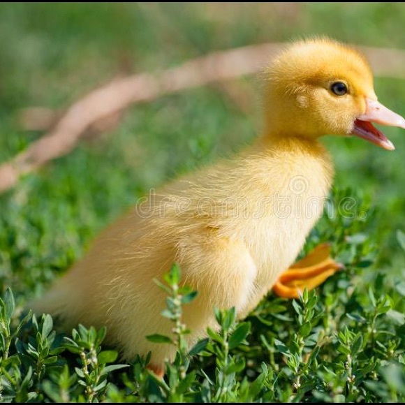 Profile Picture of Ruby Gallardo (@ruby_99455) on Poshmark