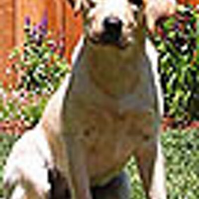 Profile Picture of Karl Weis (@LAyellowdog) on Twitter