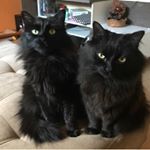 Profile Picture of Vicky & Dexter 😽 😼 (@vickyedexter_cats) on Instagram