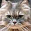 Profile Picture of iPodMeow (@iPodMeow) on Flickr