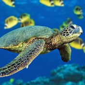 Profile Picture of Kara Webb (@apostolicbeauty4815) on Youtube