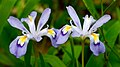 Profile Picture of Iris cristataon Wikipedia