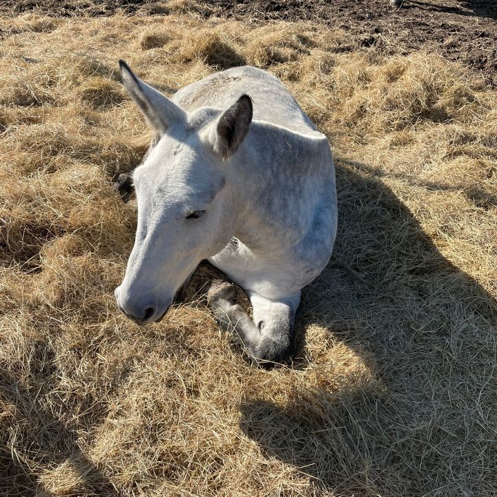 Profile Picture of Earl (@earlgreymule) on Tiktok