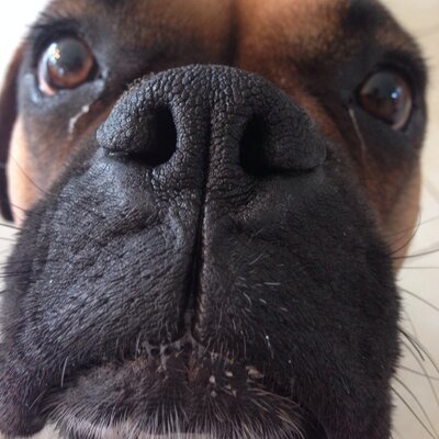 Profile Picture of Dan Ronan (@DanRonan3) on Twitter