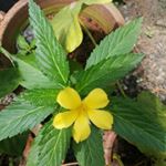 Biji cherian - Instagram Profile Picture of Biji cherian (@cherian.biji) on Instagram