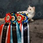 (曼赤肯短腿貓找幸福)(星光貓舍) - Instagram Profile Picture of (曼赤肯短腿貓找幸福)(星光貓舍) (@doll.cat030) on Instagram