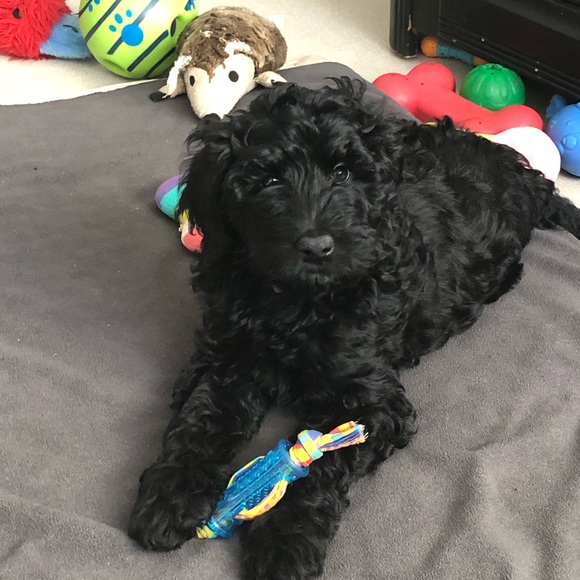 Profile Picture of Lisa Carroll (@lisac126) on Poshmark