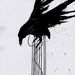 Profile Picture of Jorge Ariel Vera (@corvus_corax2) on Pinterest