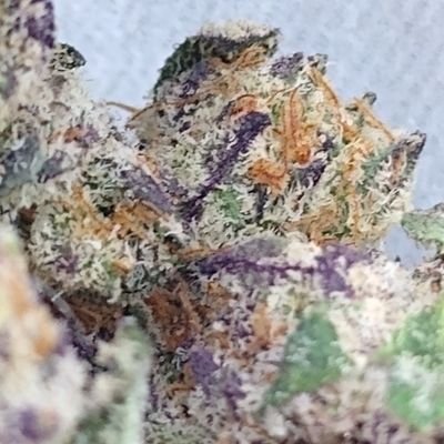 Profile Picture of Michael Prouse (@420cala) on Twitter