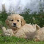Profile Picture of Cachorros Golden Retriever🐶 (@fernandogoldenretriever) on Instagram