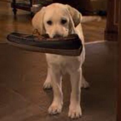 Profile Picture of Marley :3 (@DerekBiebzz) on Twitter