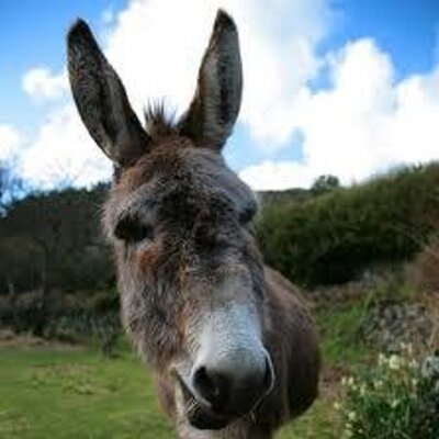 Profile Picture of Radio2000Gaffs (@CraigMaraisGaff) on Twitter