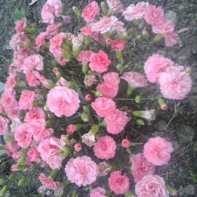 Profile Picture of Kathie Konka #IAmFullyVaccinated (@KathiePloskonka) on Twitter