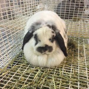 Profile Picture of Matt Hixon (@Hixipoo) on Twitter