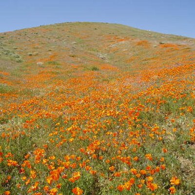 Profile Picture of Lori Rousseau (@lorirousseau) on Twitter