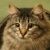 Profile Picture of Tammy Haggard (@thaggard1) on Pinterest