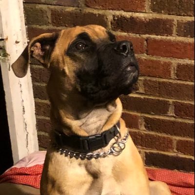 Profile Picture of Bryan Pettit @THEPUPPYKICKER (@BrianJPettit) on Twitter