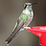 Profile Picture of Timothy Reeves (@Tim Reeves) on Flickr